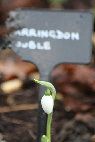 Snowdrop Farringdon double, but who has been chewing my label?