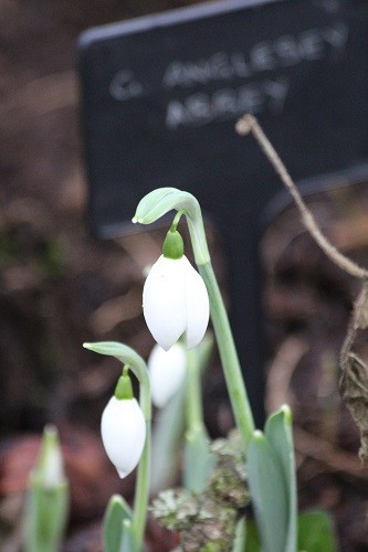 Snowdrop Anglesey Abbey, this is an all white one, no inner markings.