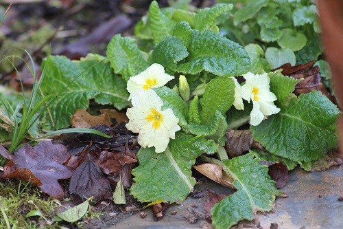 More primroses are opening all the time.