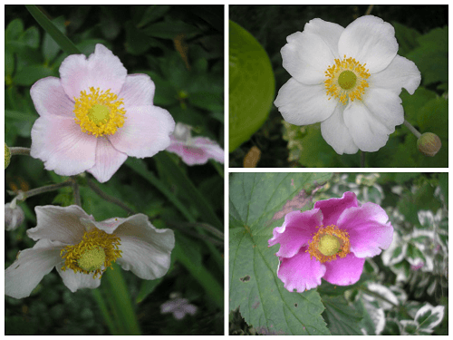 Japanese anemones.jp