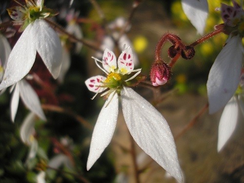 A close up of Saxifrage stolonifera