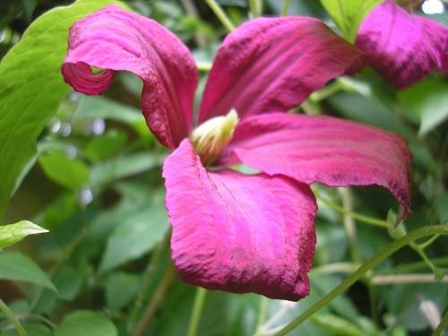 Clematis