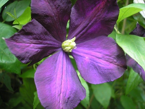 Clematis