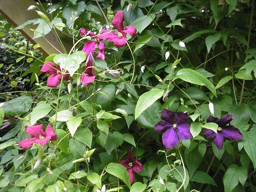 Clematis