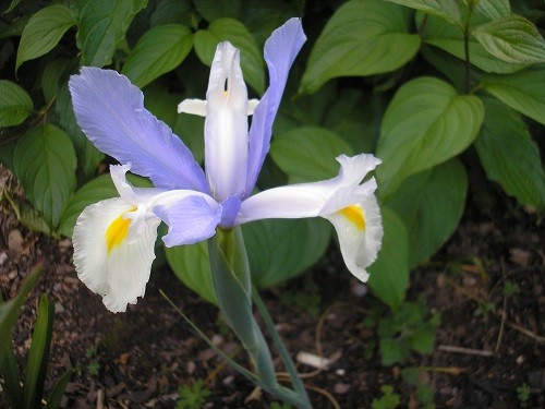 Dutch Iris Silver Beauty