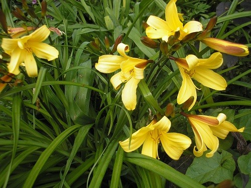 Hemerocallis