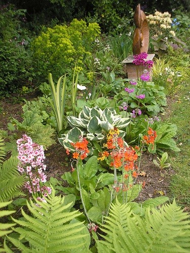 Rainbow in the bog garden