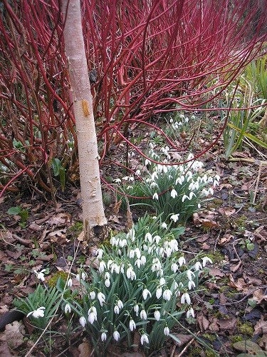 Snowdrops and Cornus