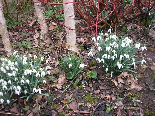 Cornus and snowdrops