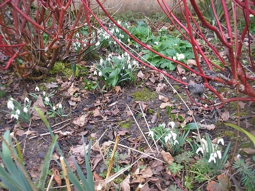 Snowdrops and Cornus