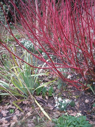 Snowdrops and Cornus