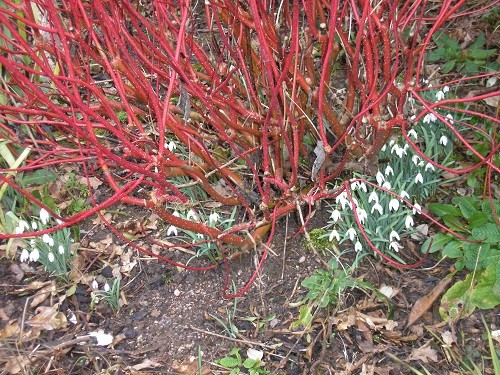 Cornus and snowdrops