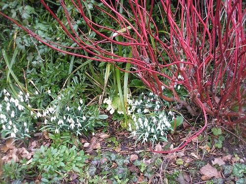 Cornus and snowdrops