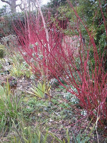 Cornus and snowdrops