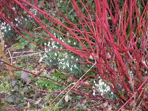 Cornus and snowdrops