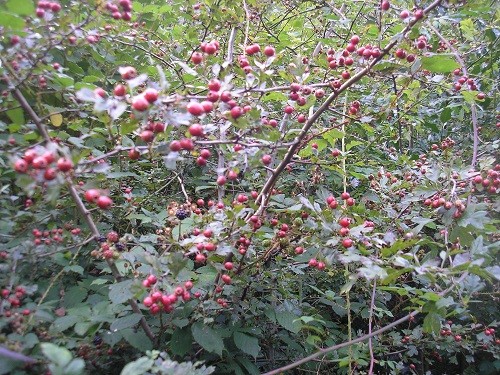 Hawthorn