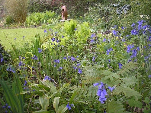 Looking through the bluebells to the bog garden. My bluebells are increasing each year, beginning to be a drift!