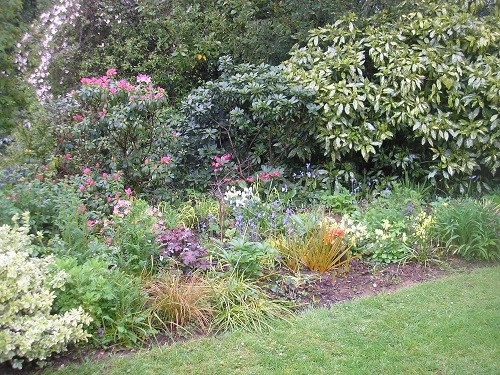 The Rhododendron bed with the Clematis montana in the top left hand corner.