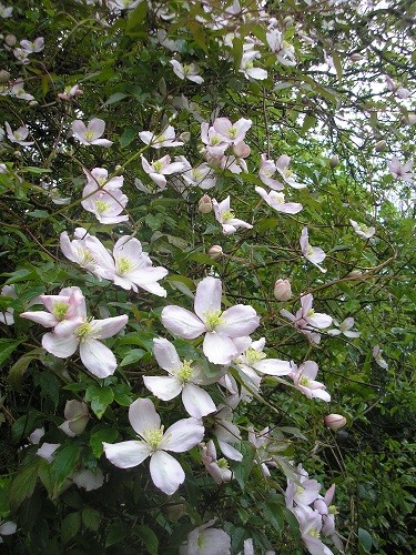 The above clematis montana.