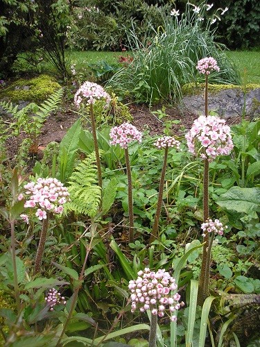 Darmera peltata on the rockery behind the scree.