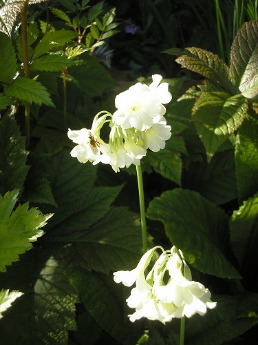 Primula alpicola