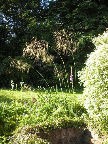 Stipa gigantea