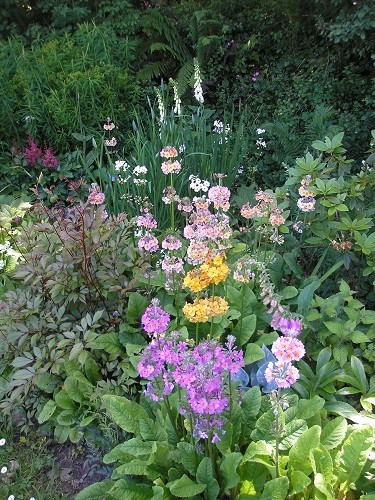 Bog garden