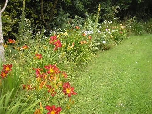 Mainly Hemerocallis