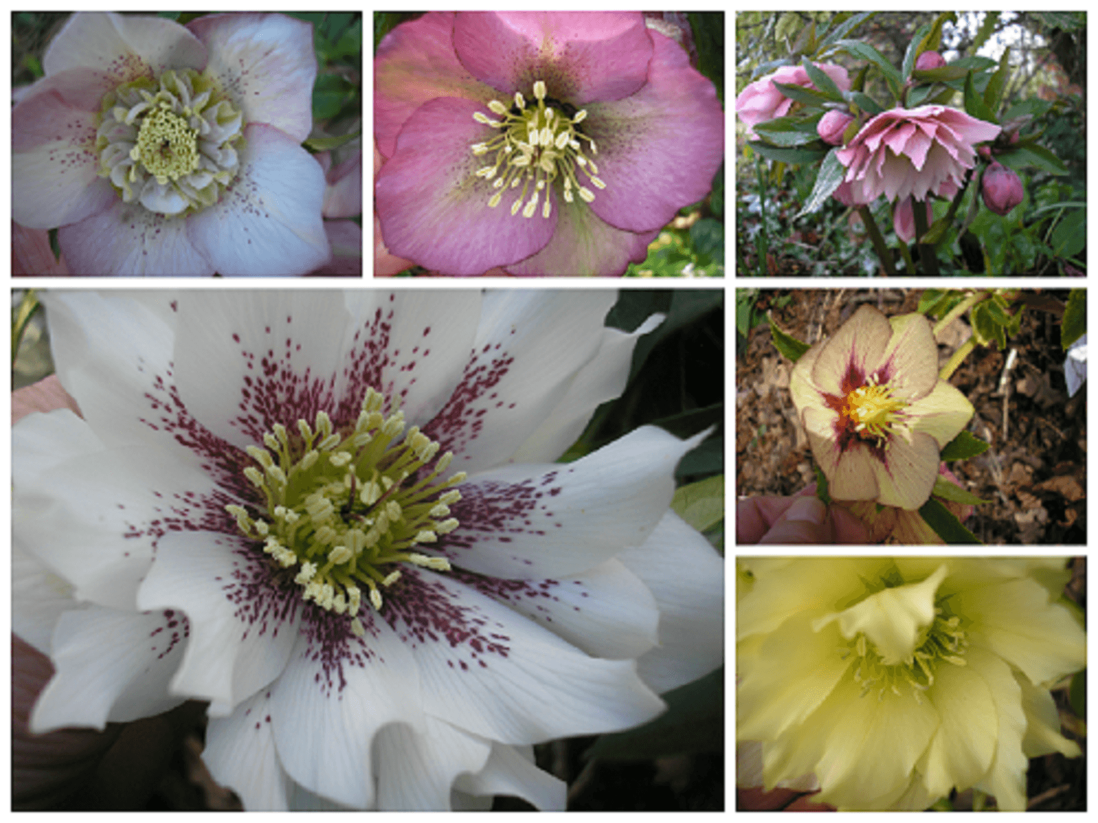 March Hellebores.jpg