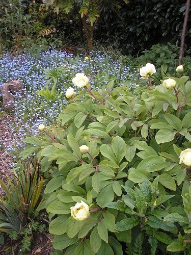 Molly with forget me nots