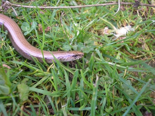 Slow worm