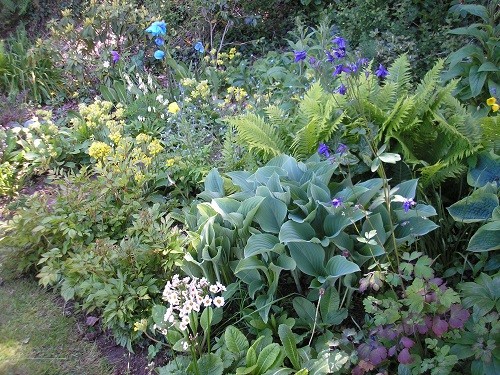 Bog garden May 2012