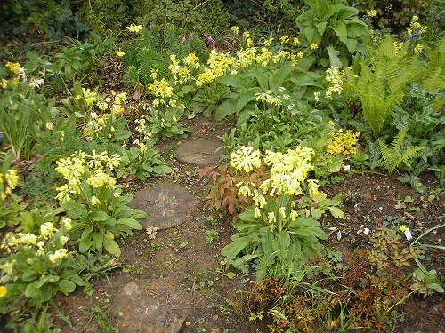 Cowslips, Primula veris.