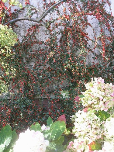 Cotoneaster.