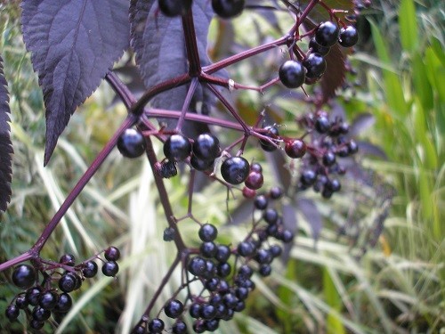 Elder berries.