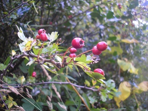 Hawthorn.