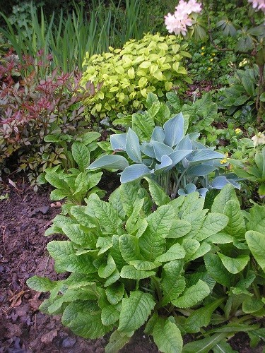 Astilbes and Hostas are growing at a fare rate of knots, here they have Lemon Balm for company, but I'll have to keep an eye on it so that it doesn't seed everywhere.