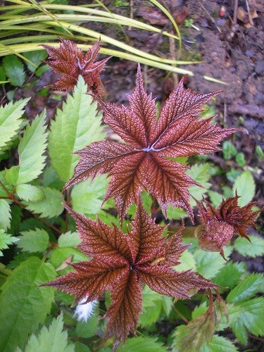 I think this Rogersia is my favourite foliage plant, it is so beautiful!