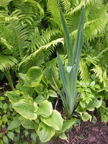 Shades of green from ferns, hostas and astilbe with an Iris pseudacorus in front. This iris will be allowed to flower this year, but then get pulled out as all the others are further back.