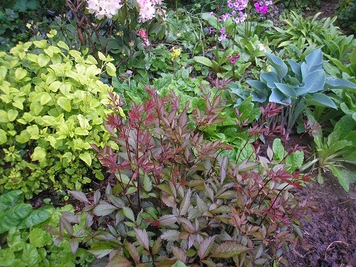 The foliage of this astilbe contrasts well with the hosta and lemon balm.