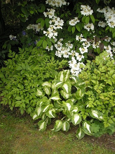 The very end of the border where the blossom on Viburnum plicatum Maresii picks up the white of the hosta.