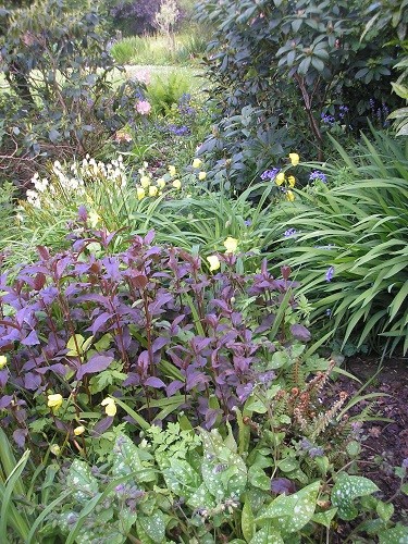 Path through the rhododendron bed