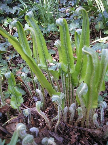 Asplenium