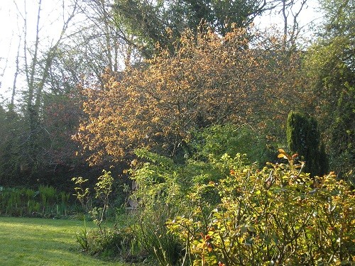 Morning sun on the Amelanchier