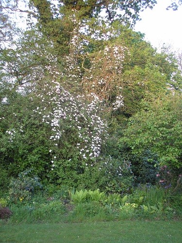 It's waterfall time again. Clematis montana is tumbling out of one of our ancient boundary oaks.