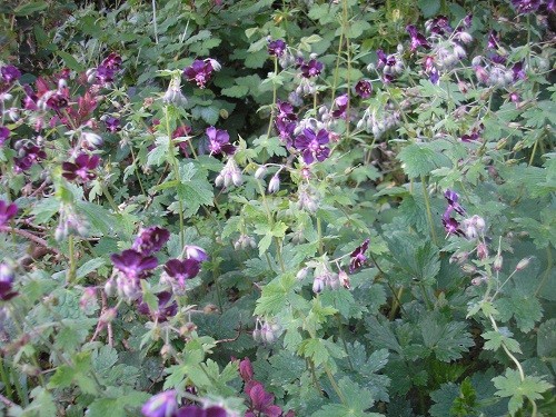 Geranium phaeum in the border round the dead oak, it is covered in flowers at the moment.