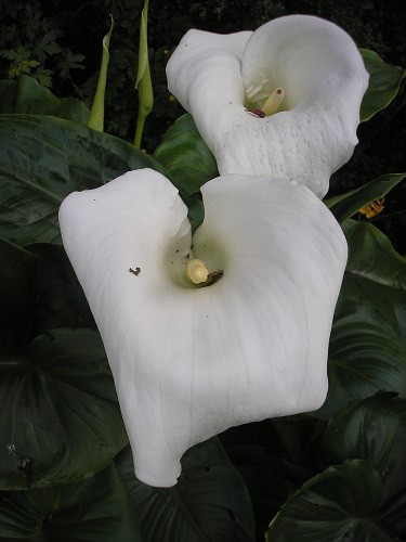 More huge flowers are opening each day on Zantedeschia eathiopica