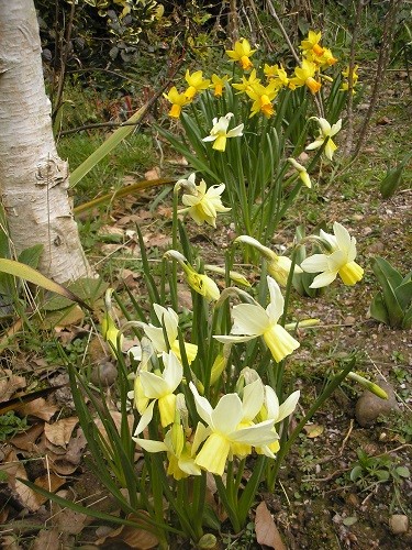 Last autumn, I felt that the border by the field needed brighteening up at this time of year, so planted some narcissus. I know I made a note of their names, but can I find it anywhere...!