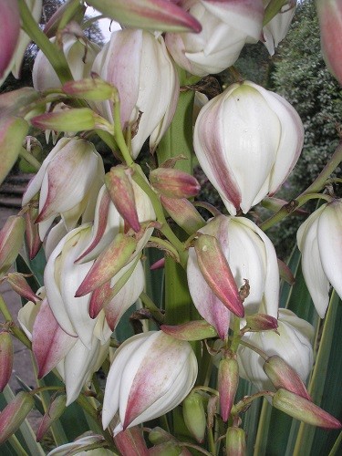 Yucca