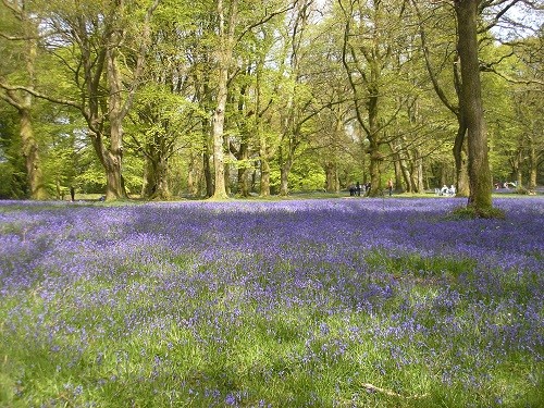 Bluebell wood